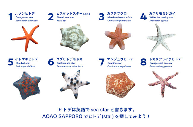札幌はヒトデのまち！？さっぽろのスター誕生！七夕に合わせ、海の星・ヒトデの企画展「ヒトデのワンダー展」開催