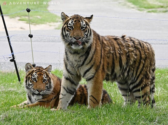 １歳のアムールトラ２頭がサファリエリアに登場！２０２５年６月６日（金）より平日限定で一般公開スタート