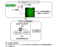 【東京工科大学】DNA修復、特にDNA二本鎖切断の修復を促進する新規因子PRMT4/CARM1を発見