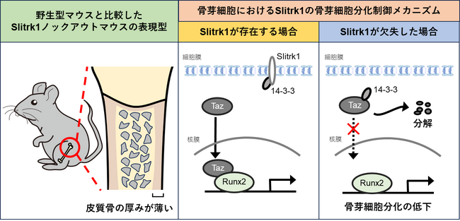 神経軸索形成因子が骨の厚みを制御するメカニズムを解明　～ 神経系と骨格系の共通性（コモナリティ）に迫る ～