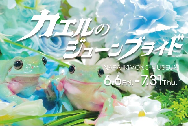 6月6日「カエルの日」、雨と花が彩る『カエルのジューンブライド』企画展開催！奈良いきものミュージアムが贈る、季節を映す“カエルの結婚式”の世界。