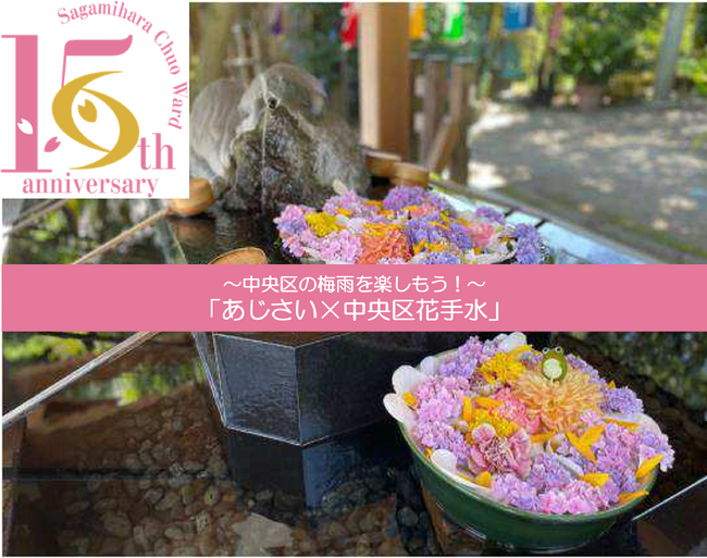 【相模原市】『あじさい×中央区花手水』を実施します！