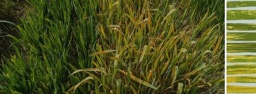 【横浜市立大学】アジア在来コムギの黄さび病抵抗性の遺伝的基盤を解明