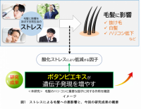 毛髪への悪影響を軽減させる可能性～ボタンピエキスが酸化ストレスにより低減する因子の遺伝子発現を増やす～