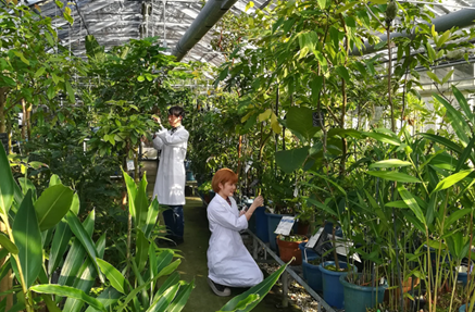 【摂南大学】薬学部 ひらめき☆ときめきサイエンス～ようこそ大学の研究室へ～ＫＡＫＥＮＨＩ「植物園で新種を探そう!～熱帯ジャングル(!)探検とミニ実験体験～」を開催