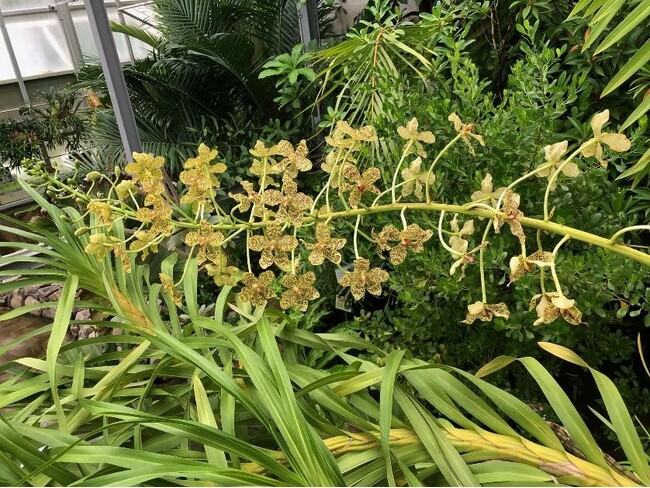 【国立科学博物館 筑波実験植物園】世界最大級のラン、グラマトフィルム・パンテリヌムが開花！