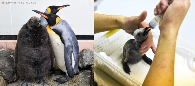 ＪＴ生命誌研究館とのSmileパートナーシップ連携協定　特別講演「ペンギン誕生！その現場で起こっていること」開催