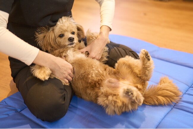 「Dear Wan Spa Garden」で体験する本格ペットウェルネス土日限定・愛犬の心身の健康をサポートする「ドッグマッサージ」を提供開始