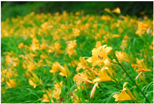 六甲高山植物園 明るい夏色の花! 約1,000株の「ニッコウキスゲ」が見頃です