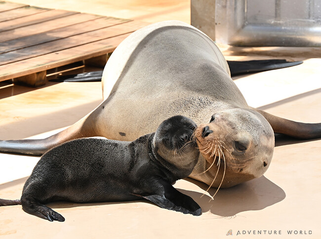 未来へつなぐ、いのちのバトン　カリフォルニアアシカの赤ちゃんが１８年ぶりに誕生しました！２０２５年６月５日（木）