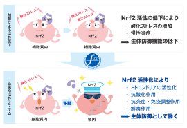 Nrf2活性の加齢による低下とFPPによる正常化 Nrf2活性の加齢による低下とFPPによる正常化
