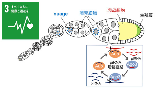 生殖細胞形成とゲノム防御をつなぐ新たな仕組みを解明