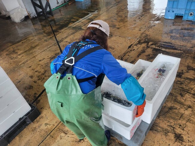高齢化・腰痛・人手不足に挑む 200年以上続く定置網漁の現場へアシストスーツを日昇漁業(株)に導入