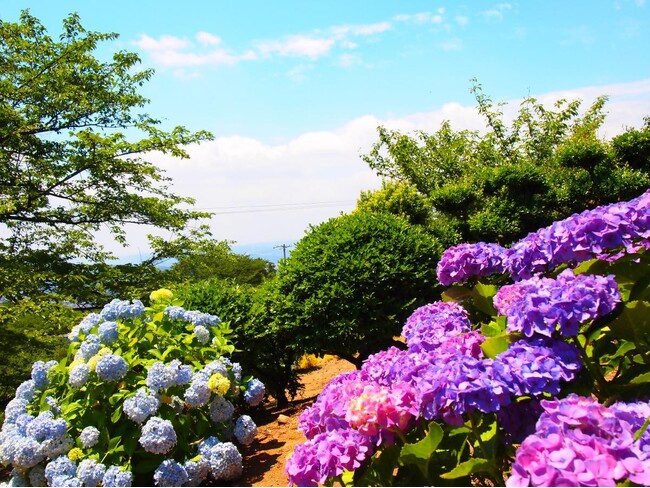 初夏を彩る天然のグラデーション 見頃を迎える岡山県内のあじさいスポット5選