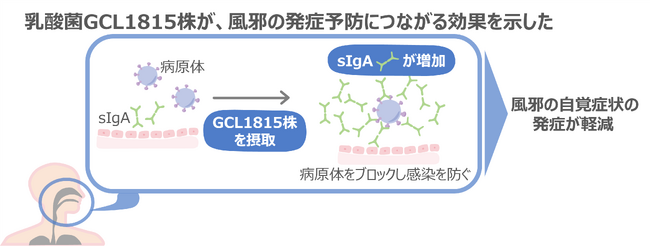 Glico独自開発の乳酸菌　Lactobacillus helveticus GCL1815株が風邪の自覚症状を抑え、分泌型免疫グロブリンA（sIgA）の産生を促進することをヒト試験で実証