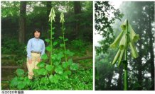 六甲高山植物園 まもなく開花!巨大な ヒマラヤウバユリ