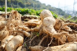 カイアポ写真 カイアポ写真