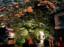 全国で2番目に大きいなんじゃもんじゃの木のあるアンニャモンニャ