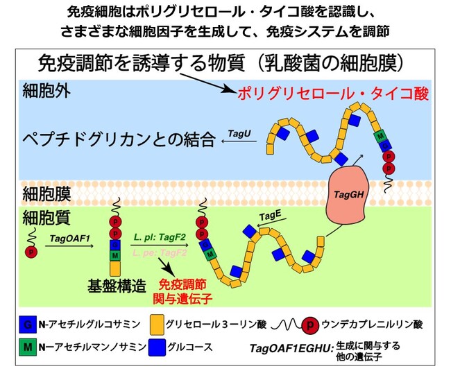 ぐるなび・東京科学大学「ぐるなび食の価値創成共同研究」論文発表　漬物由来の乳酸菌が持つ「免疫機能を調節する力」を解明
