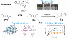 水稲用除草剤「イプトリアゾピリド」の作用メカニズムを解明