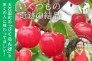 山形県大石田町のさくらんぼ農家を応援するクラウドファンディング
