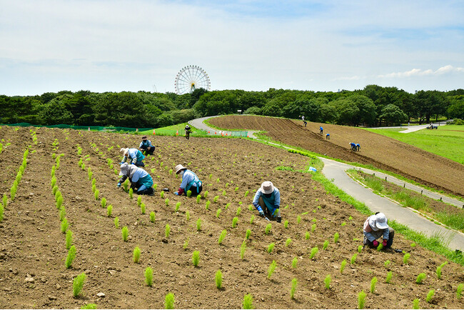 コキアの植え付けが始まりました(国営ひたち海浜公園)