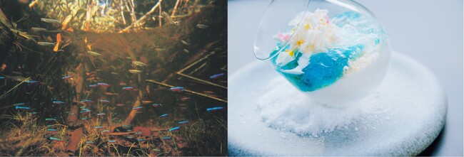 AOAO SAPPORO開業2周年イベント 第1弾！生態系から自然の美しさを感じる特別企画展「LIFE to LIFE～小さないのちから、あなたの暮らしへ～」を開催