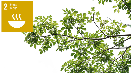 植物の枝のかたちづくりの仕組みの一端を解明