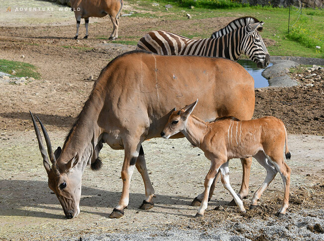 エランドの赤ちゃんが親子でサバンナエリアにデビューします!