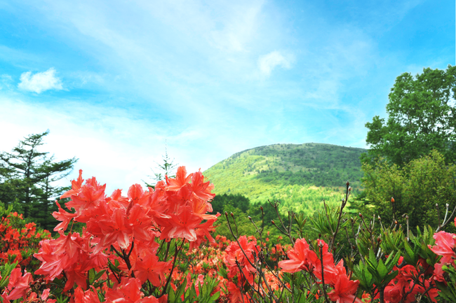 【長野県東御市】初夏の高原を彩る60万株！絶景を楽しむ「湯の丸高原つつじ祭」開催中｜6月22日はイベントデー！