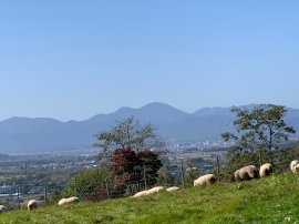 丘の上でのんびり草食べる羊たち
