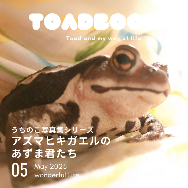 うちのペットたちの写真集が出版できる！書籍シリーズ第2弾として『アズマヒキガエルのあずま君たち』が発売！