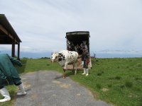 【モ～最COW（高）！】満開のレンゲツツジの高ボッチ高原に今年も牛が来たよー！