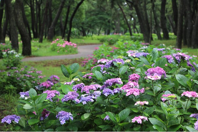 アジサイ見頃【国営海の中道海浜公園】