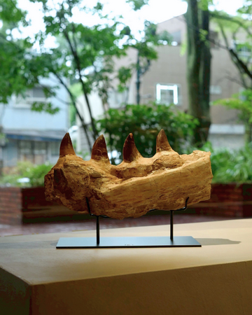 恐竜ファン必見！アフリカ発・希少恐竜スコミムス＆アンキロサウルスの実物化石が初入荷。さらに極上ティラノサウルスなども福岡・買える化石博物館にて販売開始。