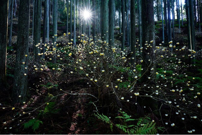 アイデムフォトギャラリー［シリウス］写団薬師 町田・多摩合同写真展「ときのながれ」 期間：2025年6月19日（木）～6月25日（水）