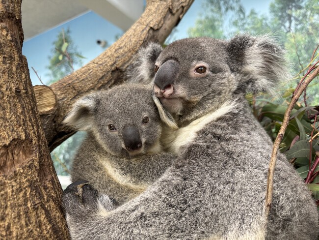 コアラ飼育数日本一を誇る鹿児島市平川動物公園飼育員による「すごいコアラ！～コアラの魅力と飼育について～」【2025年6月28日（土）16時00分～】
