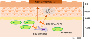 真皮の細胞老化による慢性炎症が肌表面の凹凸に与える影響を確認
