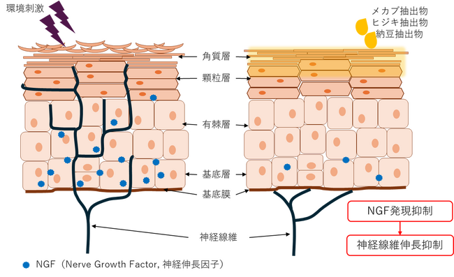 頭皮かゆみを抑制する成分を発見！