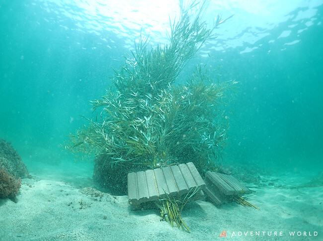 “パンダバンブープロジェクト”　パンダの食べ残した竹が、海のいのちを育む礎に　アオリイカ産卵床設置活動 ４年目へ