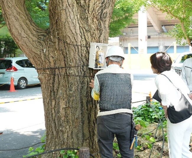 清家愛港区長が、神宮外苑のいちょうの発根状況の確認に立ち会いました
