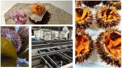 ALTAMEがPR支援を行う、佐渡シーファームの養殖ウニ「金山雲丹」を題材とした映画が公開決定！～NGT48北村優羽さん主演、ご当地映画『金山雲丹物語』が11月末「ふるさと映画祭」(東京)にて上映予定～