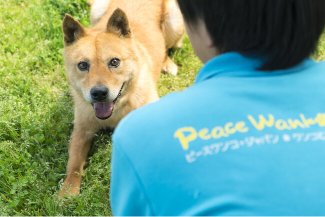 ピースワンコ・ジャパン プロジェクトが「セブンマイルプログラム」での寄付受付を開始!
