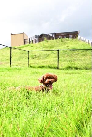ASO DOG.FES　6月29日開催！　愛犬と共に最高のロケーションで楽しむイベント（熊本県阿蘇市・コスギリゾート）