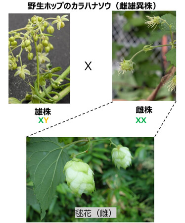 ホップの性決定システムの解明に成功