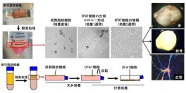 【日本大学】世界初！患者自身の脂肪細胞から作る「DFAT細胞」で変形性膝関節症の細胞治療を開始