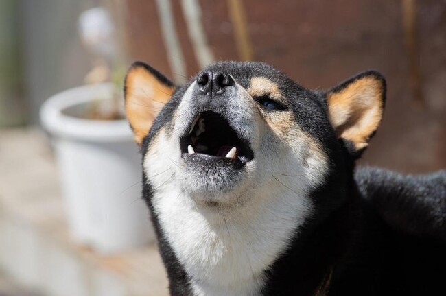 犬の鳴き声に困っている飼い主は約半数!実際の体験談やしつけ方を紹介
