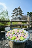 忍城址と花手水　イメージ