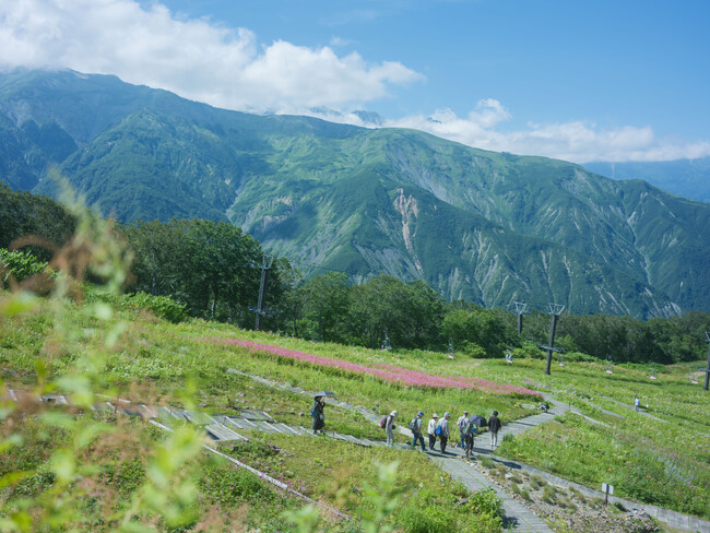 白馬五竜、6月21日からグリーンシーズン営業開始。開園25周年を迎える高山植物園では鮮やかに咲き誇る花々が見頃に