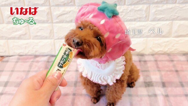 いなばペットフード　「Wanちゅ～る」新CM第5弾を公開　2025年春も全国のわんちゃんが出演